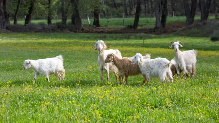 Fromagerie et Charcuterie Balaruc 1 Charcuteries fromages plateaux Frontignan